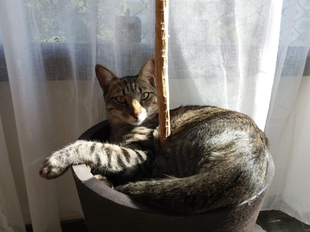 Gato tigrado deitado em um vaso perto de uma janela